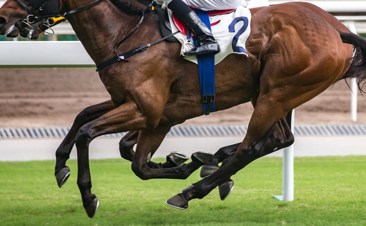 a horse in a horse race